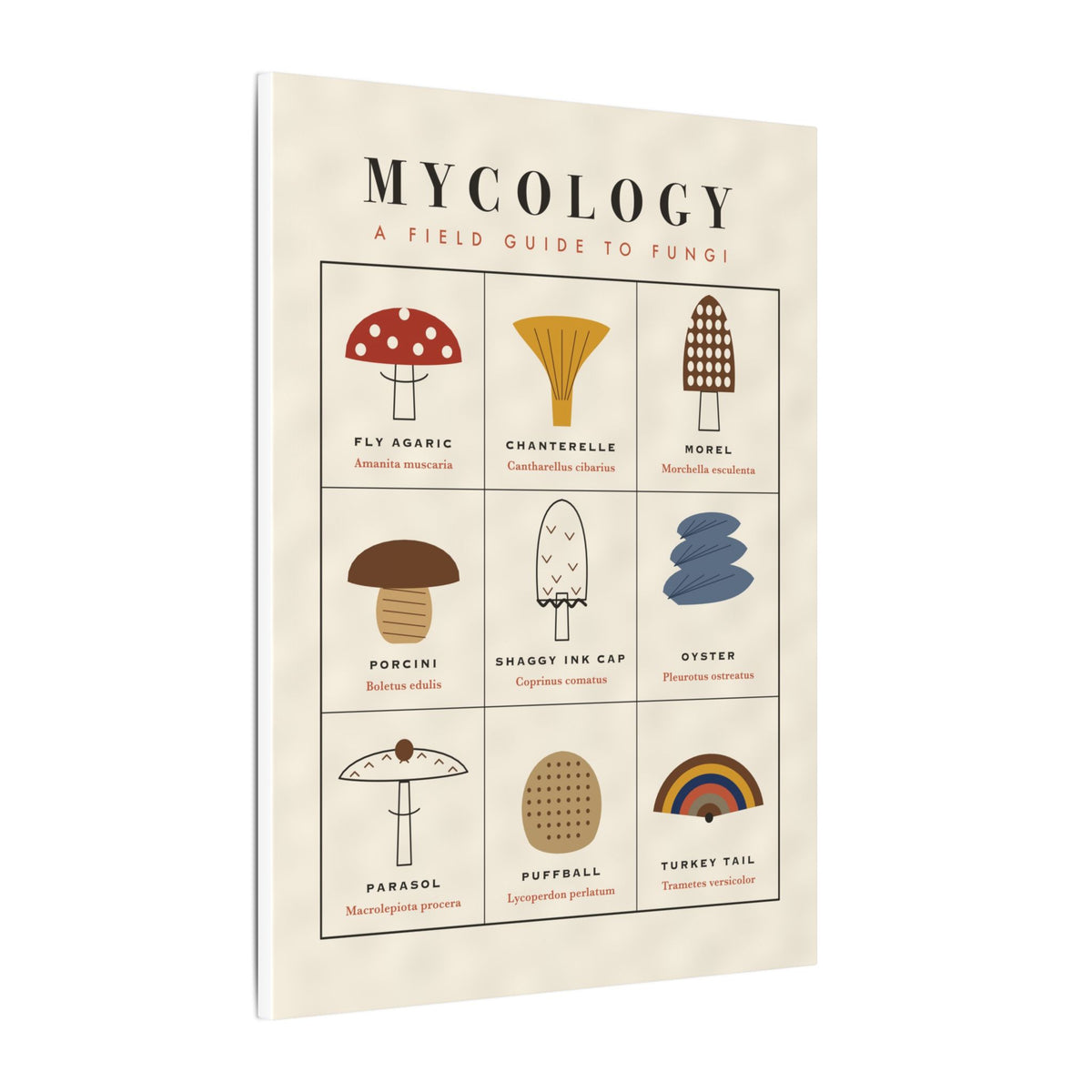 Mushroom Field Guide gallery canvas print, view 4